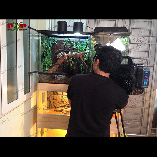 trăn bóng ball python