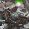 Brown Basilisk - Ninja Chạy Trên Nước
