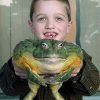 Ếch Ương Châu Phi - African Bull Frog