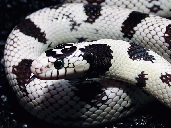 Rắn Vua - KingSnake » Pop Pet Shop