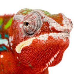 Hướng Dẫn Nuôi Tắc Kè Bông Panther Chameleon