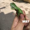 Rồng nam mỹ xanh iguana - Tặng kèm 11 dịch vụ (chơi gắt)