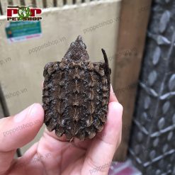 Rùa cá sấu alligator mai đen (thuần chủng)