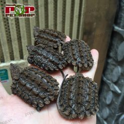 Bán rùa cá sấu alligator snapping tại Hà Nội - Hồ Chí Minh