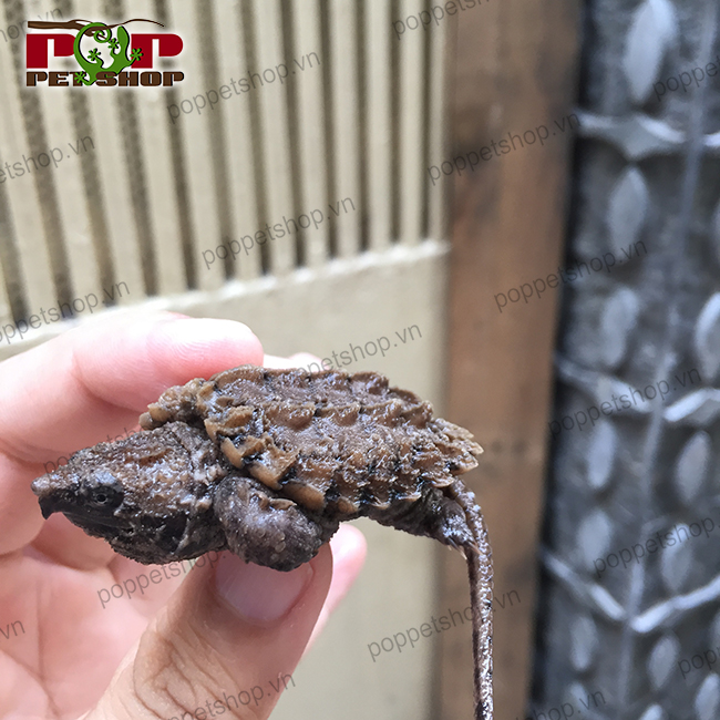 ruacasaualligator4
