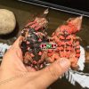 Rùa lá mata mata turtle có hình dáng cổ quái