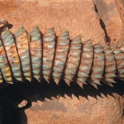 Thằn Lằn Đuôi Gai - Uromastyx