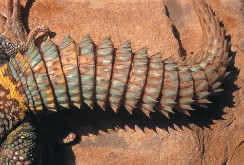 uro 10