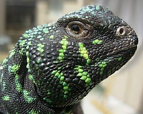 uro 3