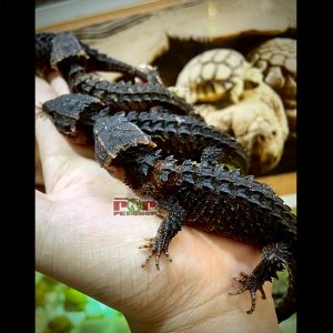 thằn lằn cá sấu mắt đỏ