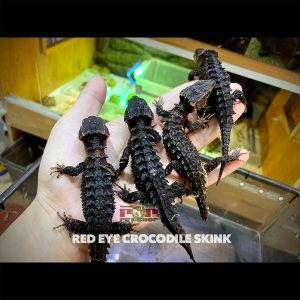 thằn lằn cá sấu mắt đỏ