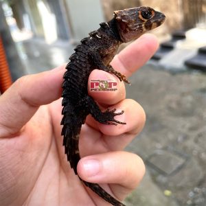 thằn lằn cá sấu mắt đỏ