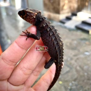 thằn lằn cá sấu mắt đỏ