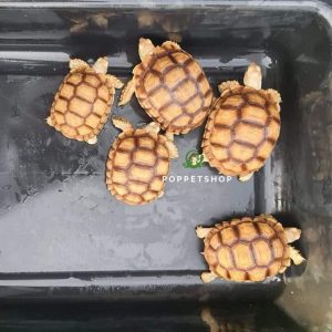 rùa châu phi kẻ vạch