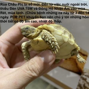 mắt rùa châu phi