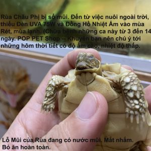 mắt rùa châu phi