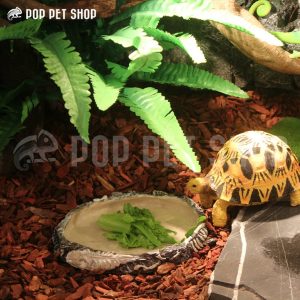 máng ăn rùa cạn