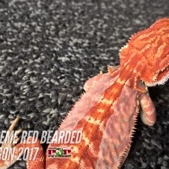 Rồng Úc Extreme Red Bearded Dragon
