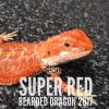 Rồng Úc Super Red Bearded Dragon