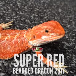 Rồng Úc Super Red Bearded Dragon