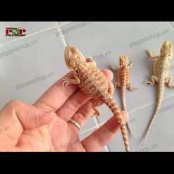 Rồng úc baby giá rẻ mới nở - sức khỏe tốt