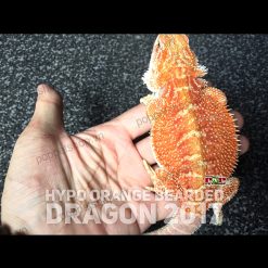 Rồng Úc Hypo Orange Size Nhỡ