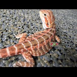 Rồng Úc LeatherBack Lưng Trơn - Bearded