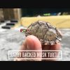 Rùa nước Lưỡi Dao - Razor Backed Musk Turtle (bảo hành 100%)