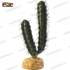 Xương Rồng cho Bò Sát Sa Mạc