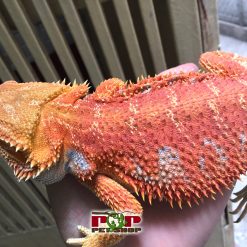 Rồng Úc Hypo Red Sand Fire (Mới du nhập 2020)
