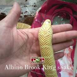 Rắn Vua Albino Brooks King Snake