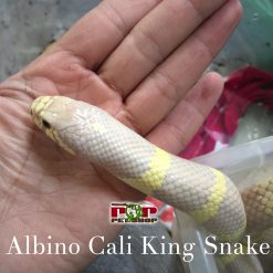 Rắn Vua Albino Cali King Snake