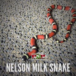 Rắn Sữa Nelson Milk Snake