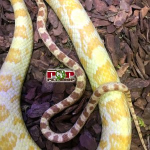 rắn ngô butter corn