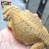 Rồng Úc hypo orange trưởng thành