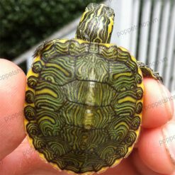Rùa Bụng Vàng Yellow Bellied Slider (Rùa Nước)