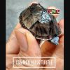 Rùa nước common musk turtle (rùa xạ hương)
