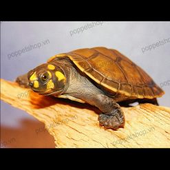 Rùa nước Ninja đến từ sông amazon