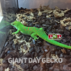 Tắc Kè Giant Day Gecko