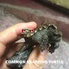 Rùa cá sấu common snapping turtle