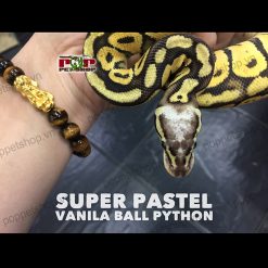 Trăn bóng ball python dòng Super Pastel Vanila