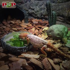 Lót nền vỏ thông hạt to cho bò sát