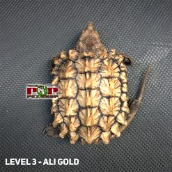 Rùa cá sấu mai vàng 70% level 3