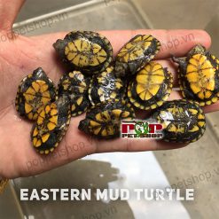 Rùa mud đông - Eastern Mud Turtle