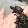 Rùa vẽ phương đông - Eastern Painted Turtle (Thông Tin- Mua Bán)