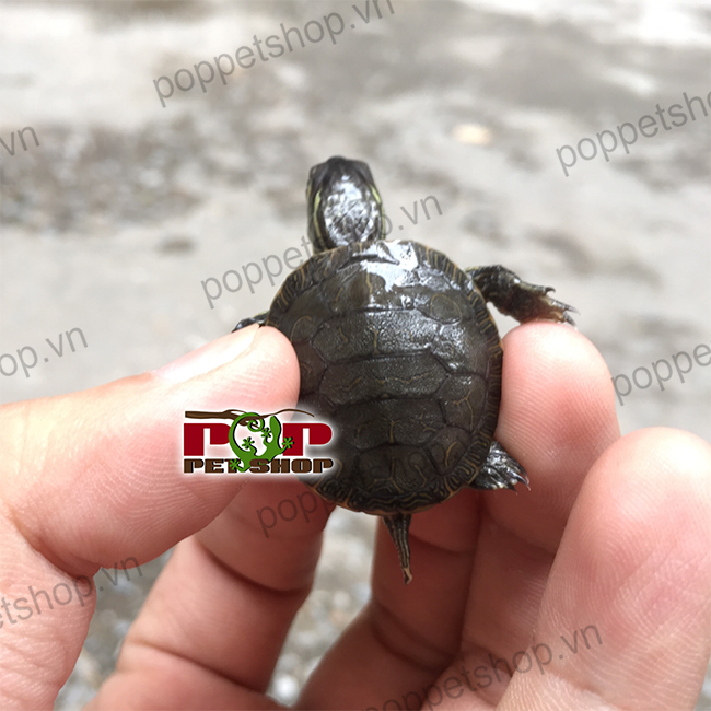 Rùa vẽ phương tây - Western Painted Turtle (thông tin) » Pop Pet Shop