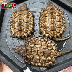 Rùa cá sấu mai vàng level 4 - level 5 (kèm video)