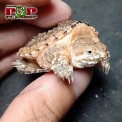 Rùa hypo common snapping chất lượng cao tại HN - HCM
