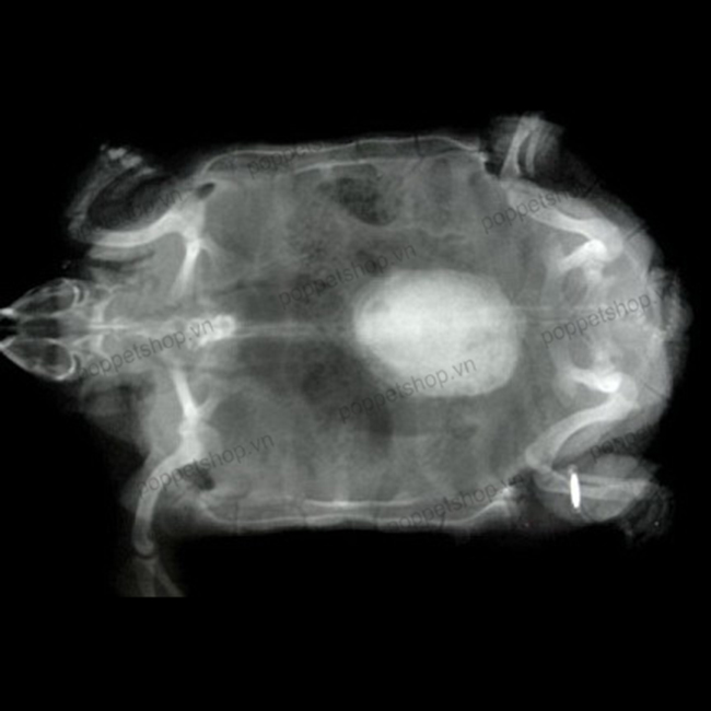 rùa châu phi sỏi thận