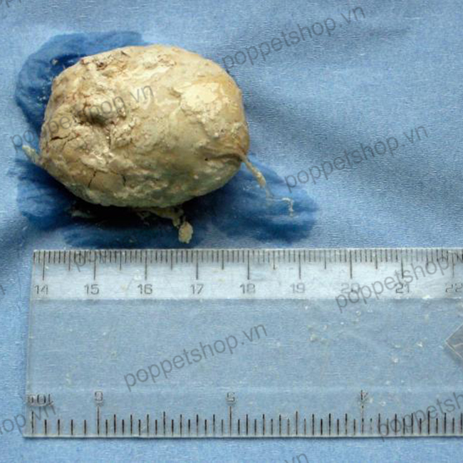 rùa châu phi sỏi thận